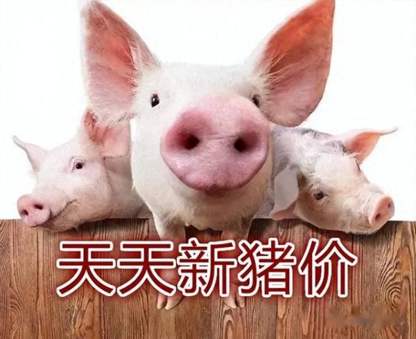 配资网大全 当前猪价下跌只是开始? 为啥这样说? 2025.6.13全国各地猪价!